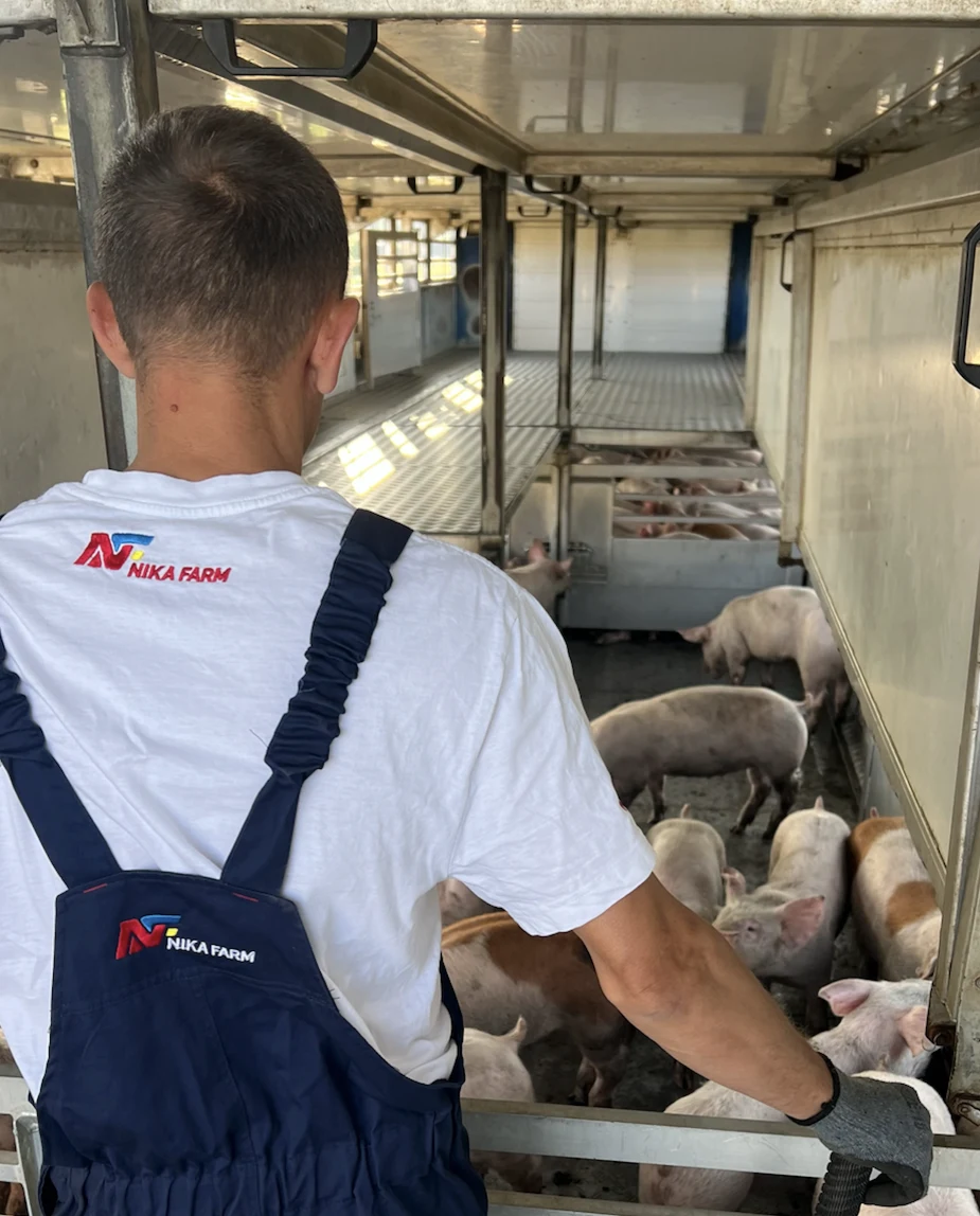 Завантаження поросят Nika Farm