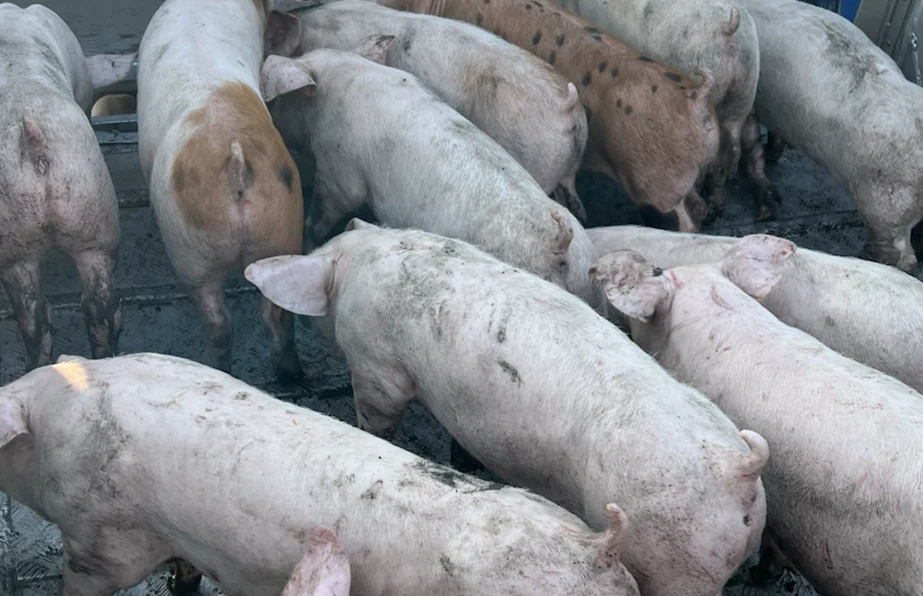 Поголів’я на фермі Nika Farm