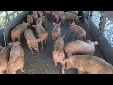Поросята у скотовозі