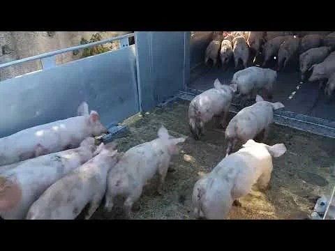 Розвантаження поросят